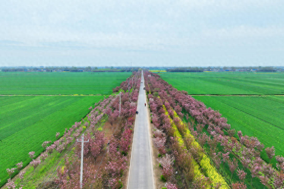 河南镇平晚樱盛放引游人