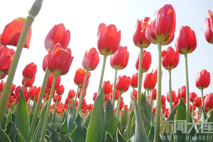看花眼了2024版大连追花日历来了