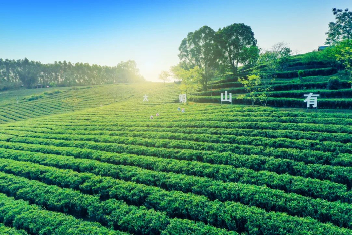 上林大明山茶园采茶忙