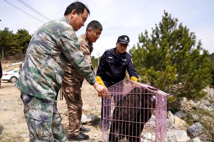 原来是"座山雕"来了～|秃鹫|野生动物|巨鸟_新浪新闻
