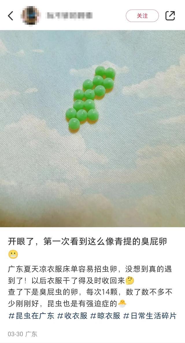 衣服粘了一粒一粒虫卵图片