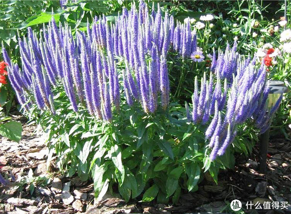 蓝妖:花期超长的穗花婆婆纳,这样养准没错,你觉得呢?