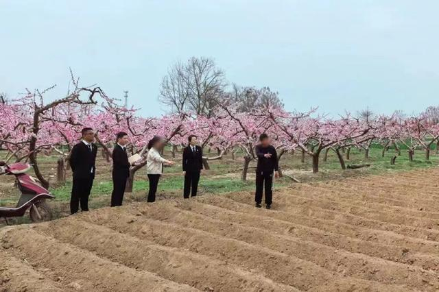 蒲城县人民法院罕井法庭就桃林与田地土地承包经营权纠纷进行现场勘验