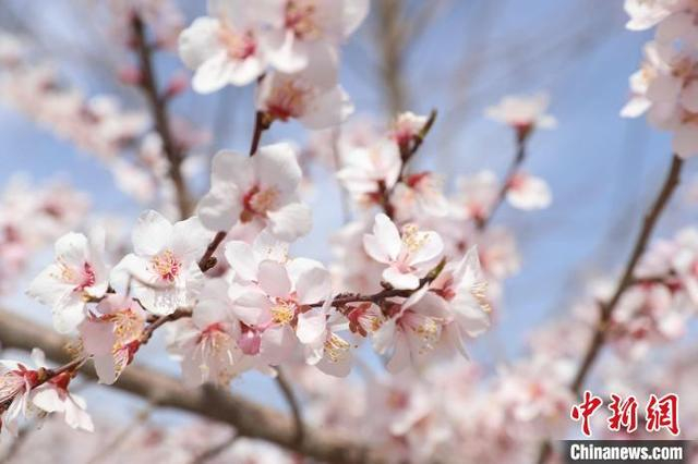 宁夏彭阳做精花经济万亩花田扮靓黄土高原