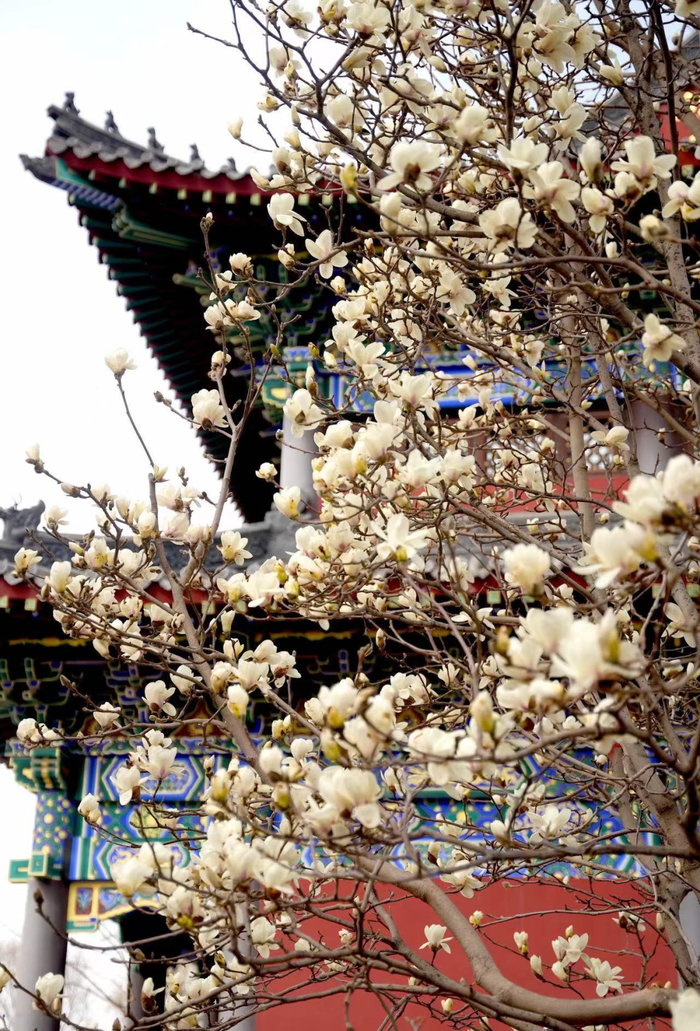 沈阳|玉兰|玉兰花_新浪新闻