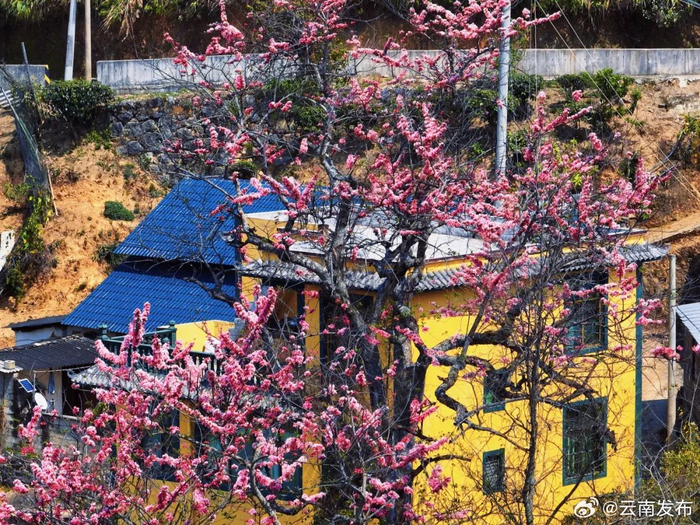 普洱墨江:节荚决明花盛开 染粉了春天|普洱市_新浪新闻