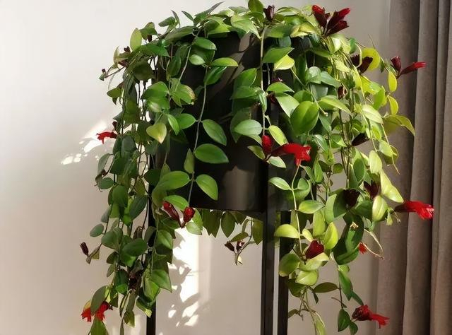 101种室内常见盆栽花卉治愈又减压一起养起来