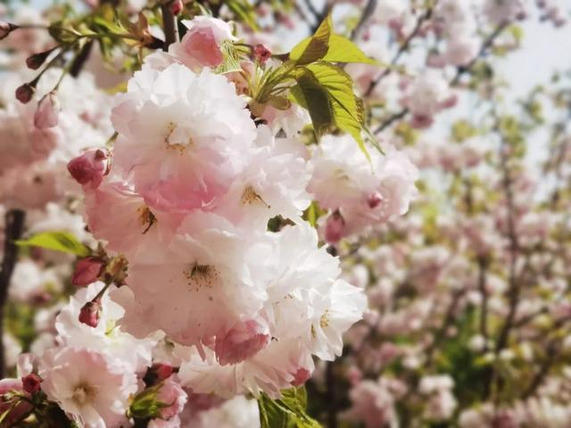 樱花节!海棠文化艺术节!约起!|龙潭公园|樱花节|海棠_新浪新闻