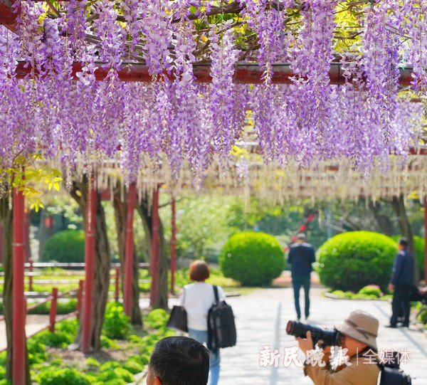 嘉定紫藤园即将迎来盛花期
