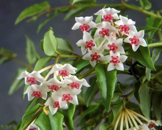 石莲花石莲花是多肉植物中最常见的品种,养出来的叶子像莲花座一样.