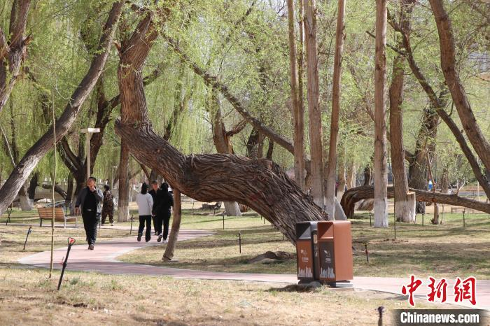 清朝末年,左宗棠收复新疆,令士兵沿甘新大道植下数百万株柳树,后人