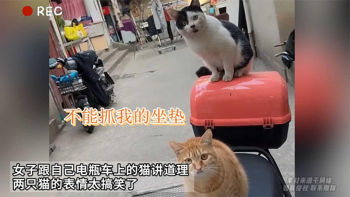 女子跟自己电瓶车上的猫讲道理两只猫的表情太搞笑了
