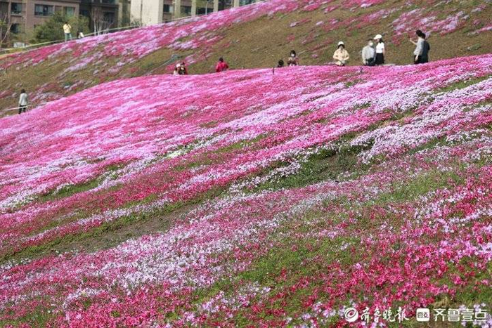 龙鼎大道福禄考,游人如织赏花来|济南市|花海_新浪新闻