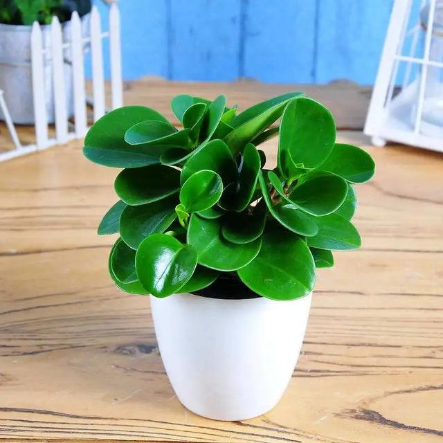 101种室内常见盆栽花卉治愈又减压一起养起来