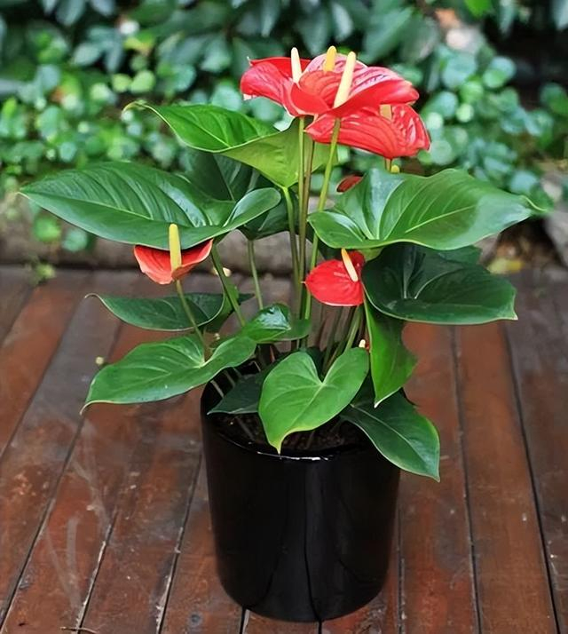 101种室内常见盆栽花卉治愈又减压一起养起来