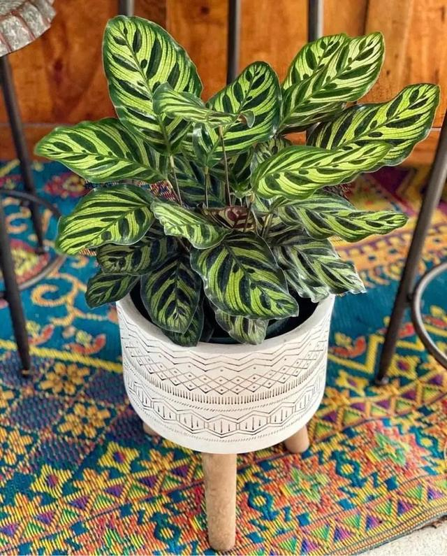 101种室内常见盆栽花卉,治愈又减压,一起养起来!