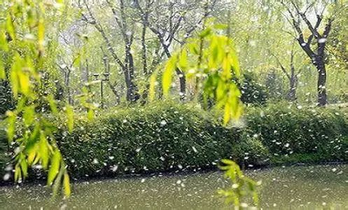 防治花粉飞絮 远离"会呼吸的痛"