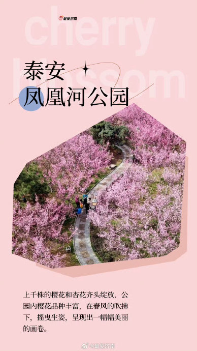 春风拂面,樱花烂漫,正是山东赏樱的好时节|樱花|时节|光华_新浪新闻