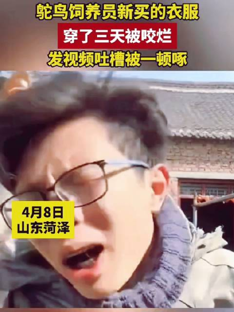 山东菏泽鸵鸟饲养员新买的衣服穿了三天被咬烂发视频吐槽被一顿啄我的