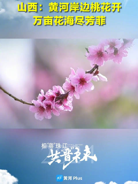山西黄河岸边桃花开万亩花海尽芳菲