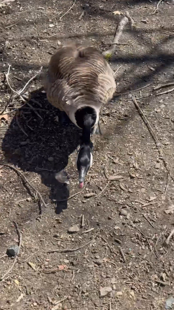 ampquot王源遭大鹅追咬搞笑逃避引发网友热议ampquot