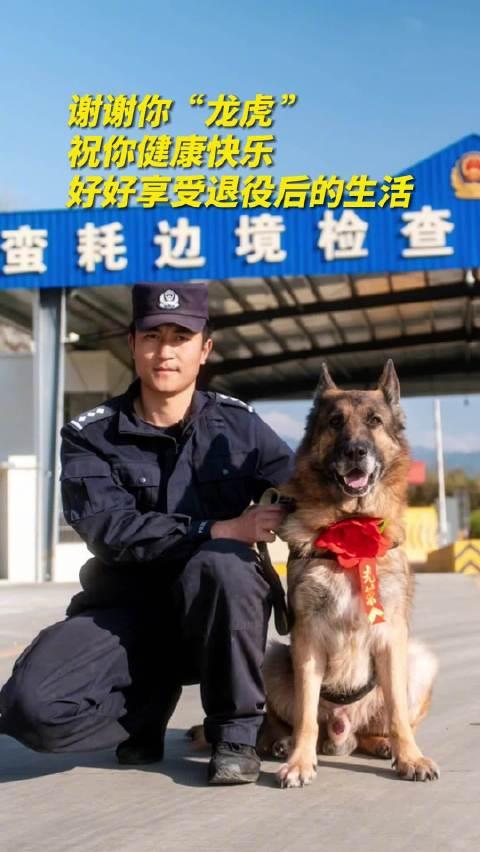 警犬龙虎光荣退役后辈衔来大红花