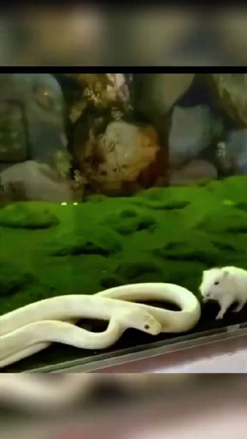 蛇果然是冷血动物狠起来自己都咬