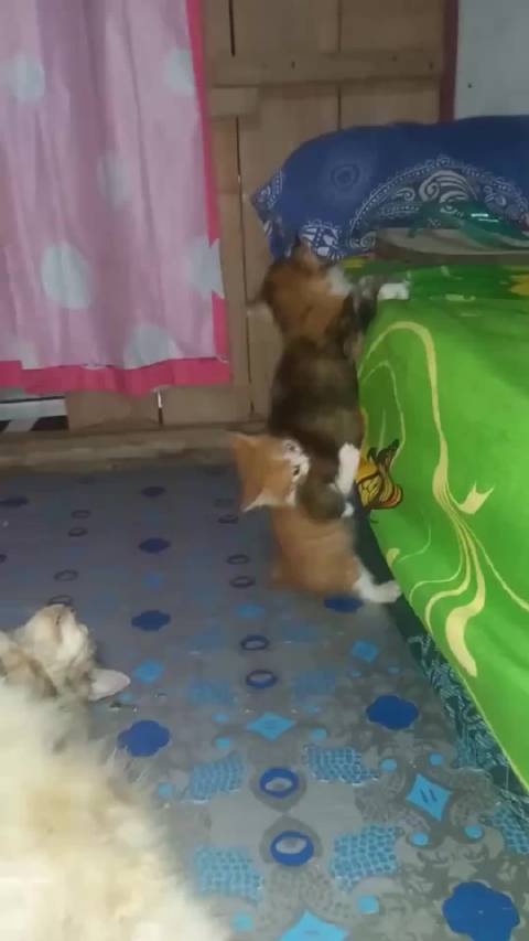 虽然笨手笨脚的却懂得同心协力呀视频来自