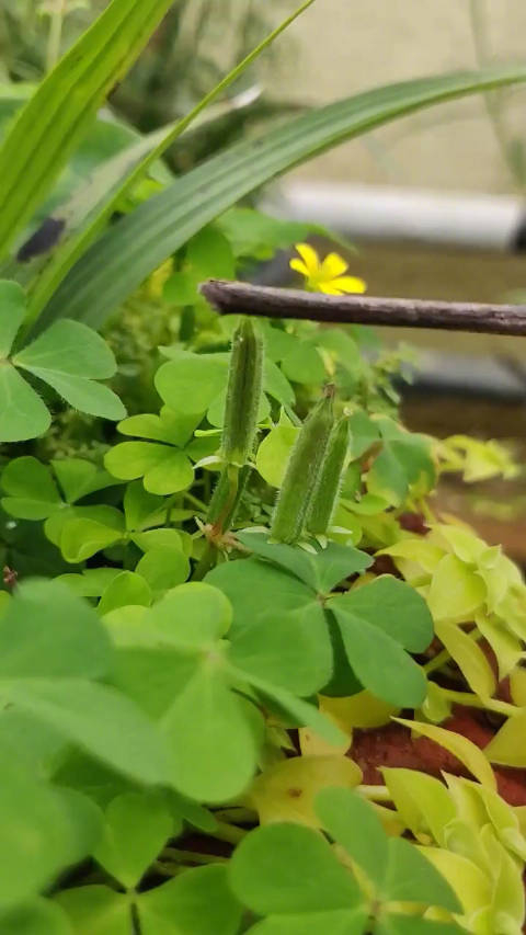 酢浆草属植物种子的弹射机制