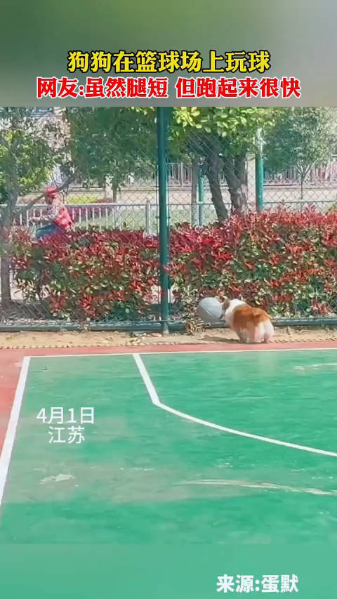 狗狗在篮球场上玩球网友虽然腿短但跑起来很快