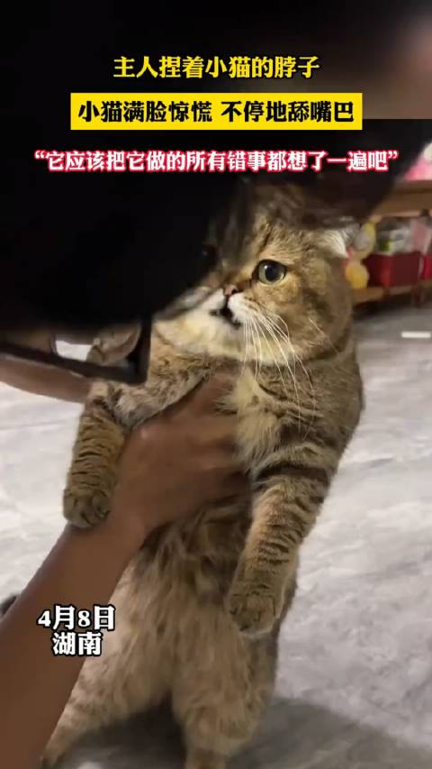 猫多大点事啊不至于不至于