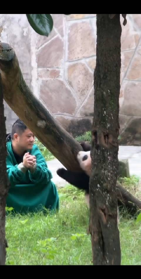 生胖气拿奶爸撒气的样子太好玩了火山哥明知道我爬不上去