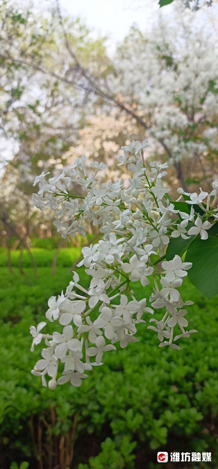 丁香漫春梢 只为暗香来|丁香|丁香花|潍坊_新浪新闻