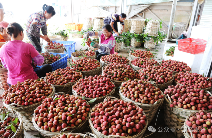 红荔飘香。（资料图）