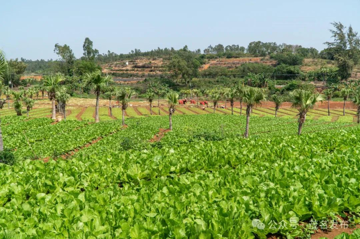 沙院镇通过复耕复种，“沉睡”的土地焕发生机。通讯员 何伟 摄