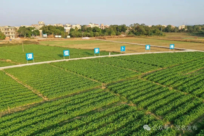 沙琅镇谭儒萝卜基地。