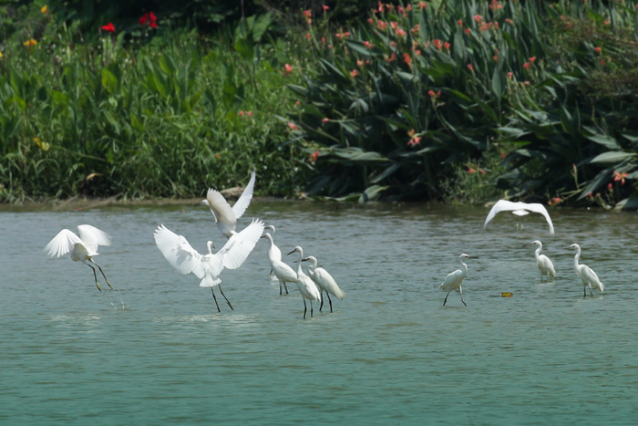 ▲绿岛湖鹭鸟基地。图源：禅城发布