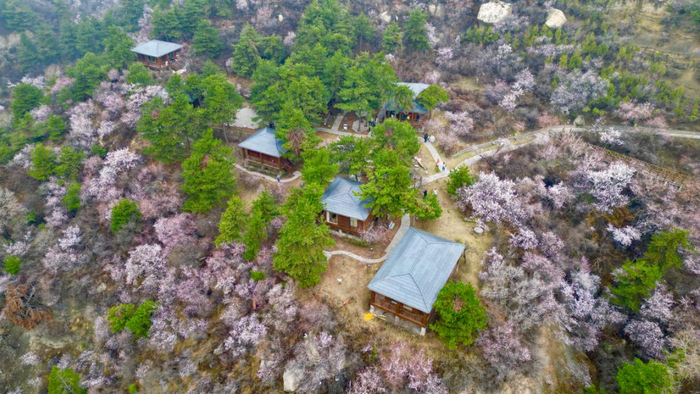 4月9日,航拍山西省太原市万柏林区杜儿坪桃花沟景区内桃花.