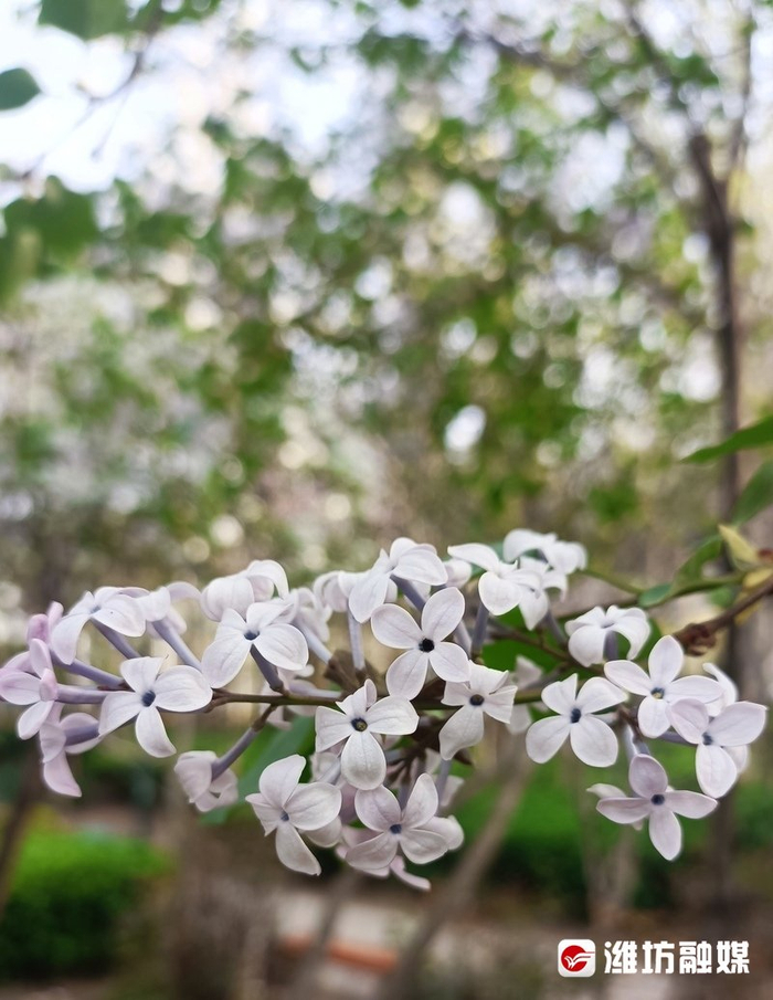 丁香漫春梢 只为暗香来__财经头条