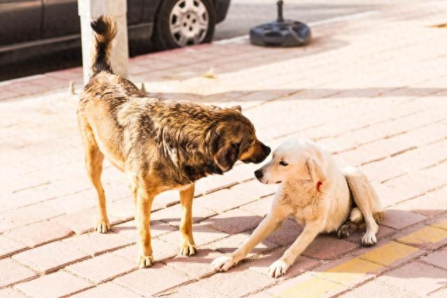 领养流浪犬有了试养期