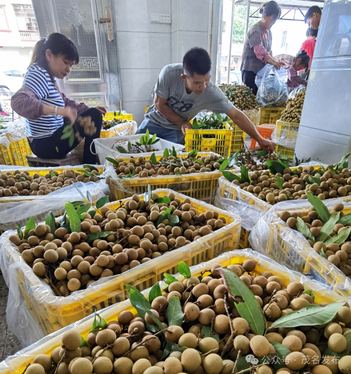 储良龙眼大丰收。（资料图）