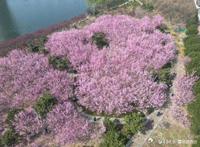 泰安凤凰湖公园梅花和早樱竞相开放在这花香四溢的季节里,泰安的人们