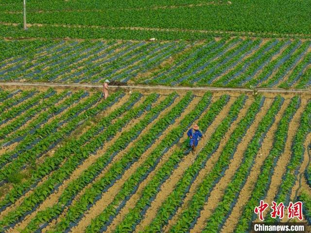 广西德保田间地头春耕忙