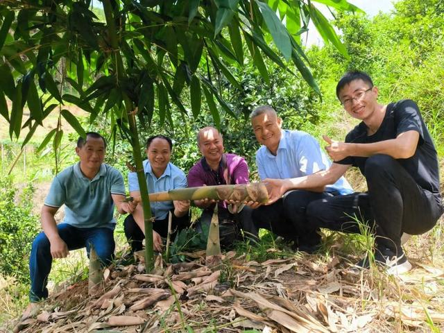 人才下乡记 | 下"竹"功夫 带民共富|麻竹|麻竹笋|乡亲_新浪新闻