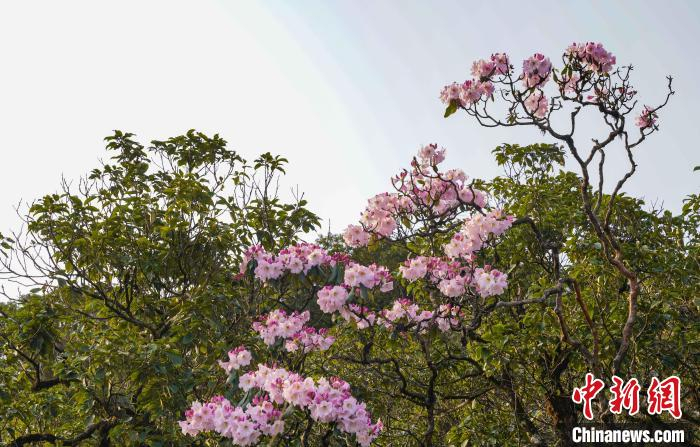 "华南第一峰"广西猫儿山杜鹃盛开 繁花山色云海美如画