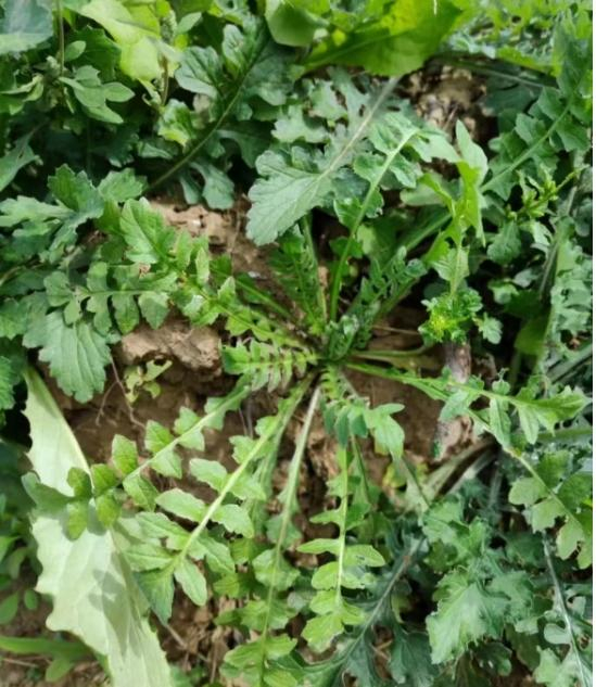 明日三月三,这菜使劲吃,一通便,二养肝,三增强免疫,别不懂吃