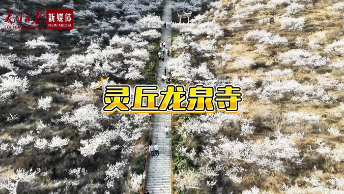 灵丘龙泉寺的桃花开了这漫山遍野的花海是属于春天的浪漫