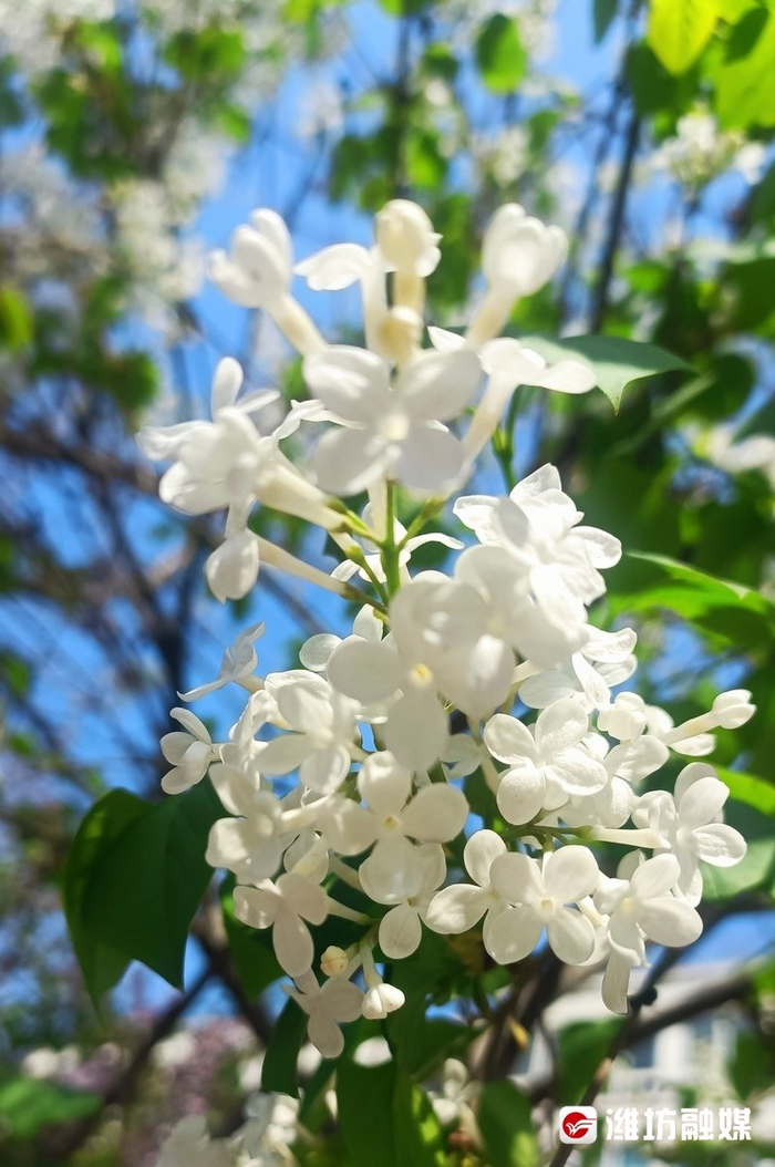 丁香漫春梢 只为暗香来__财经头条