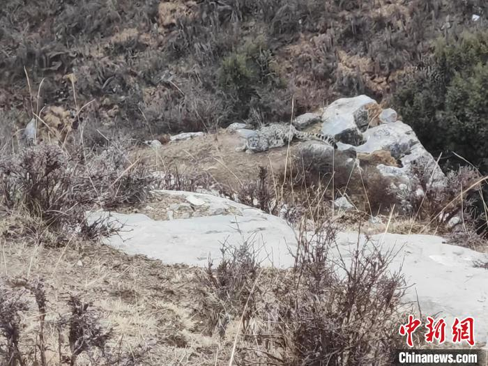 青海湖畔牧民拍摄到雪豹身影