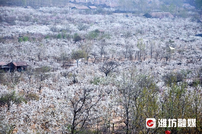 做好"赏花 ",让赏花经济"花好"又"常开"|昌邑|梨花节|潍坊_新浪新闻